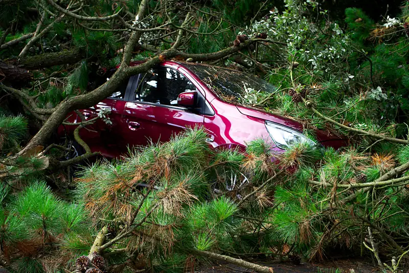 Pine tree fallen across a red car after a storm