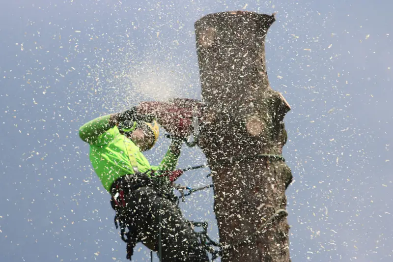 Tree climber cutting through a trunk section in a cloud of sawdust