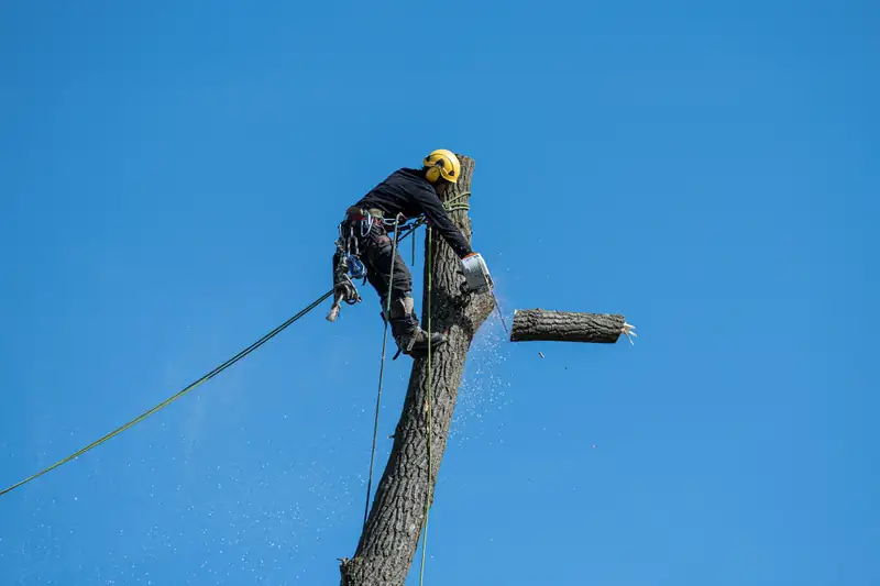 Climber tied in at the top of a trunk, lowering a cut section against a blue sky