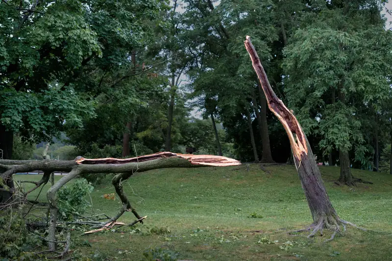 Tree split by a storm with a broken limb on the grass