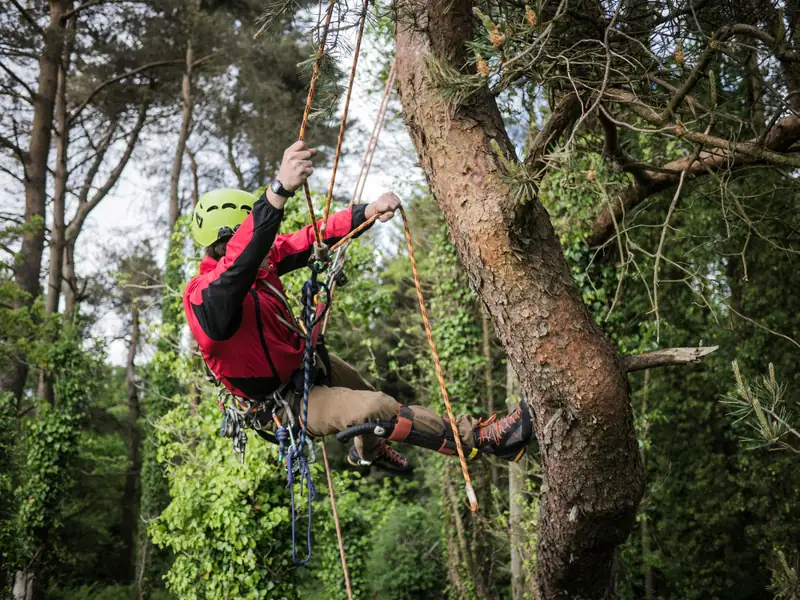 Climber in a red jacket roped into a tree canopy